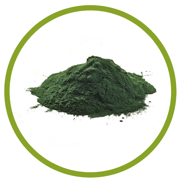 chlorella chlorella